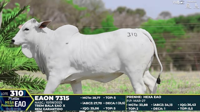 Lote 310