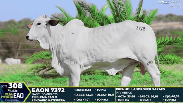Lote 308