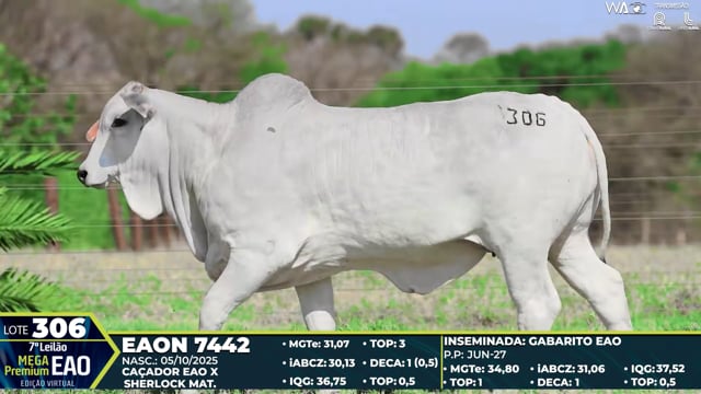 Lote 306