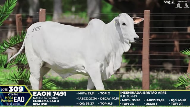 Lote 309