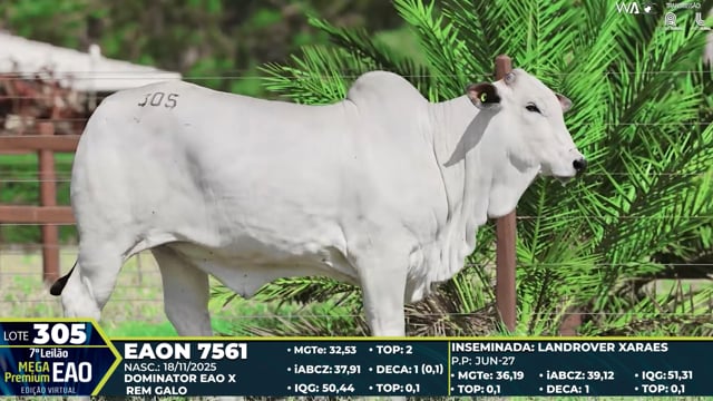 Lote 305