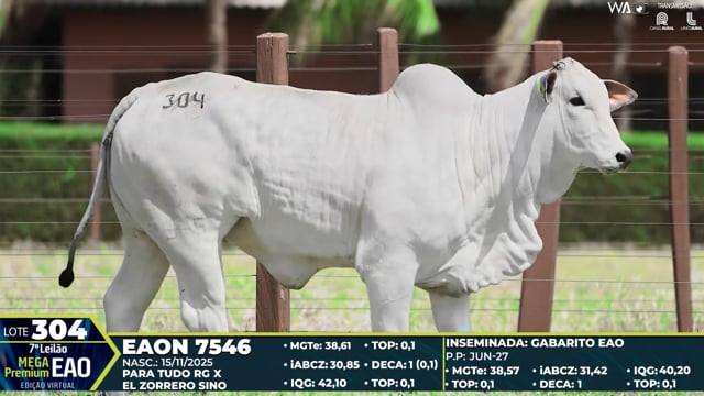 Lote 304