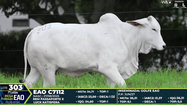 Lote 303