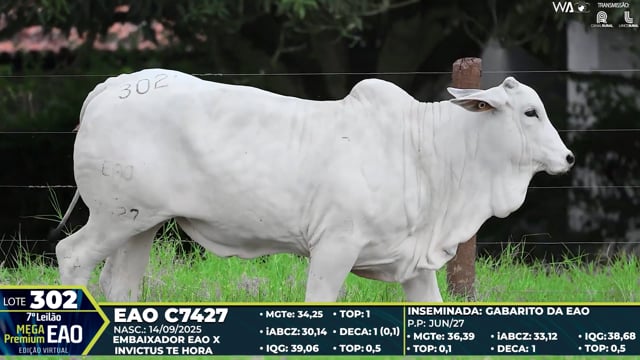 Lote 302