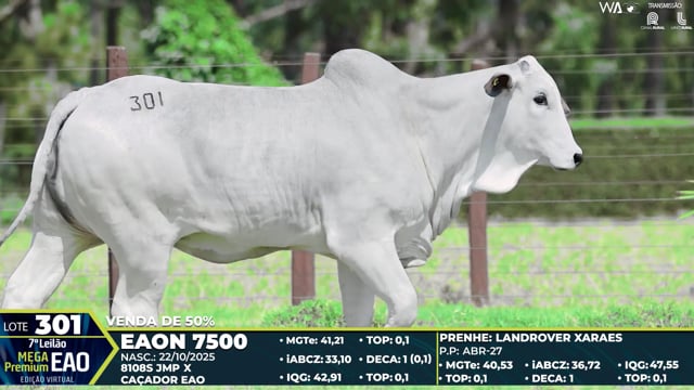 Lote 301