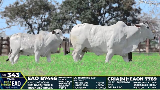 Lote 343