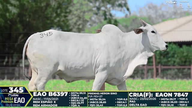 Lote 345