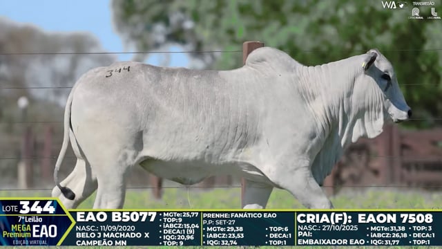 Lote 344