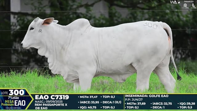 Lote 300