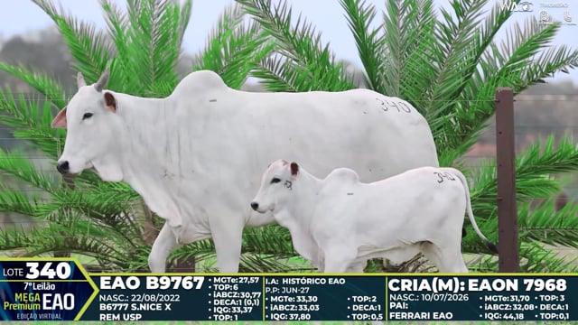 Lote 340