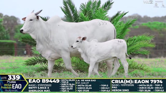 Lote 339