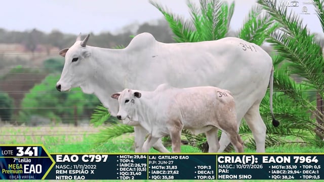 Lote 341