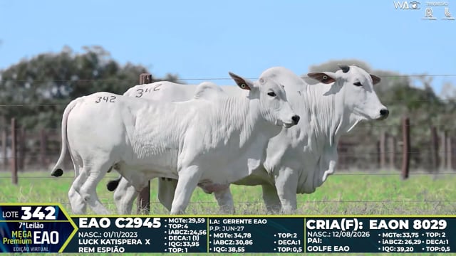 Lote 342