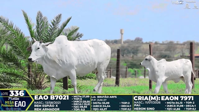 Lote 336