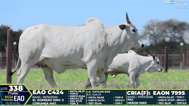 Lote 338