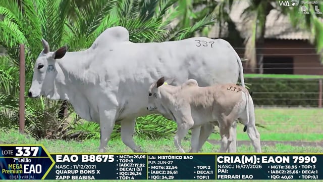 Lote 337