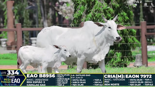 Lote 334