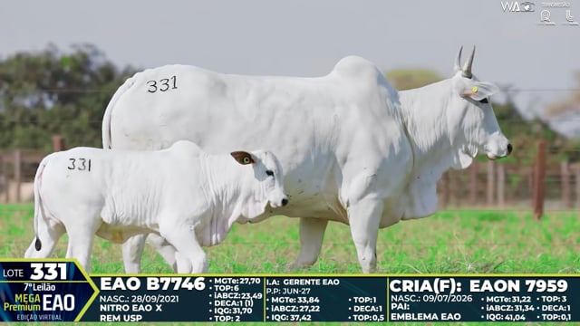 Lote 331
