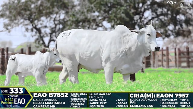 Lote 333