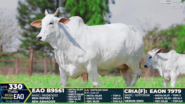 Lote 330