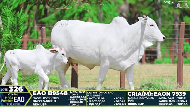 Lote 326