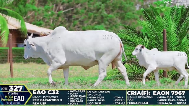 Lote 327