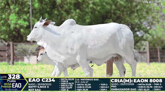 Lote 328