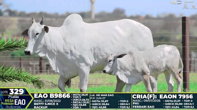 Lote 329