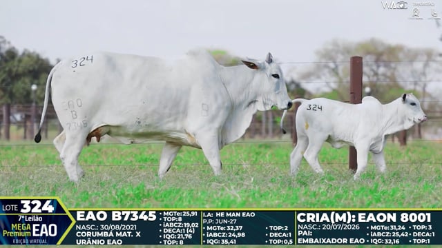Lote 324