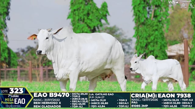 Lote 323