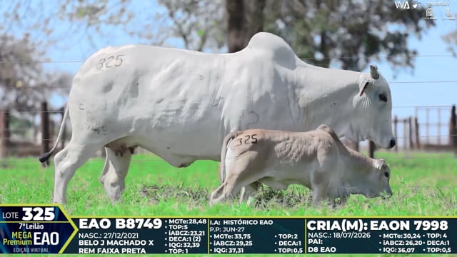Lote 325