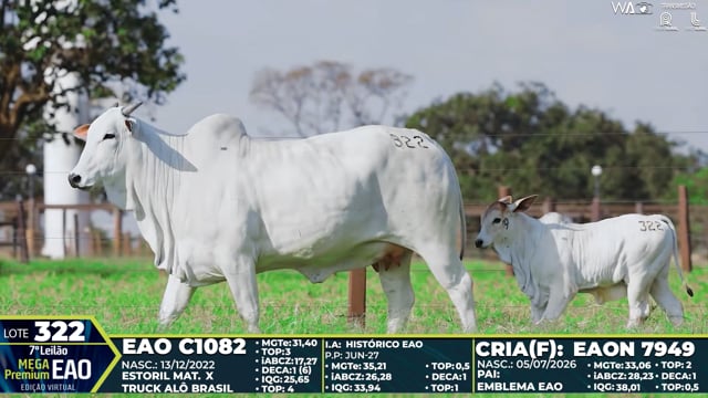 Lote 322