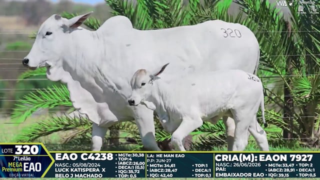 Lote 320