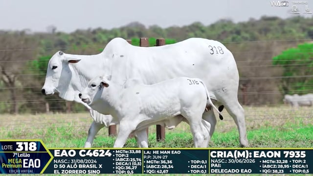 Lote 318