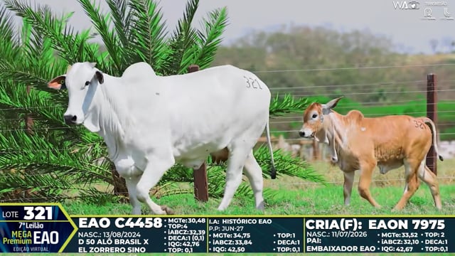 Lote 321