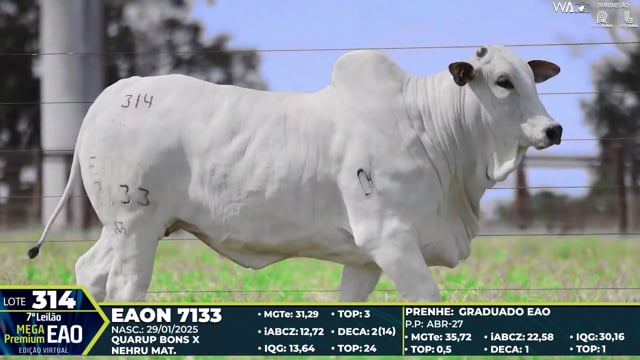 Lote 314
