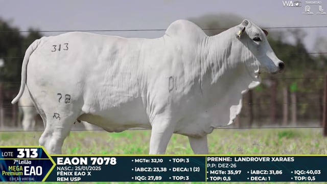 Lote 313