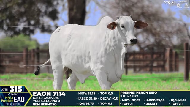 Lote 315