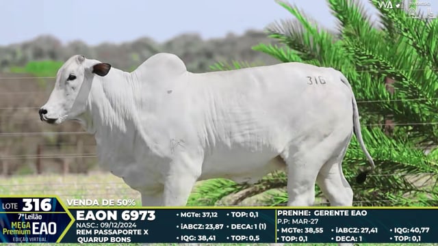 Lote 316