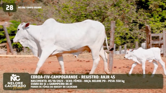 Lote 28