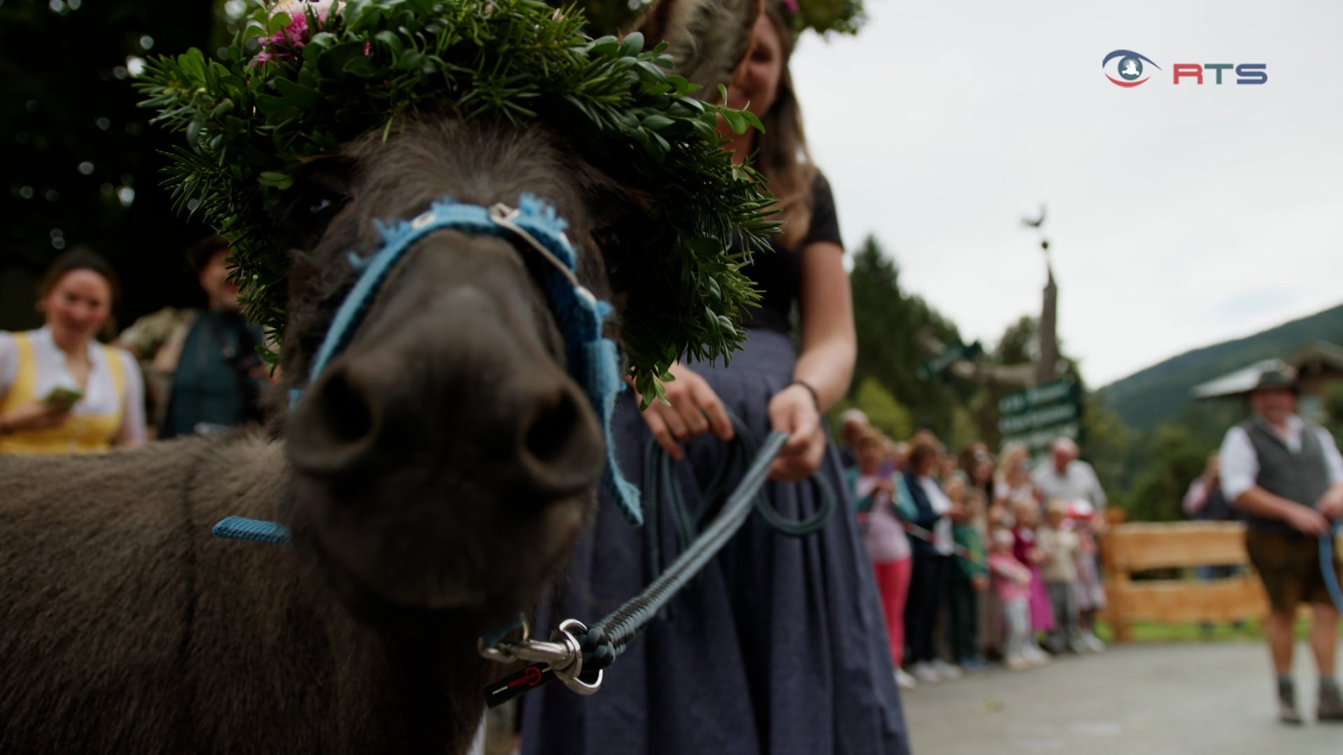 rundumadum-almabtrieb-in-filzmoos