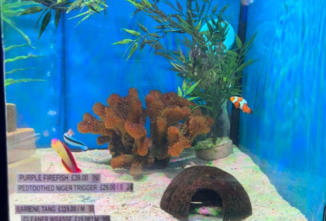 Flame Angelfish WYSIWYG 4 video