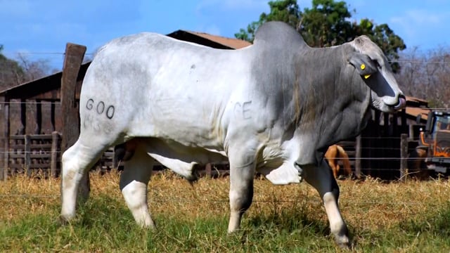 Lote 40A