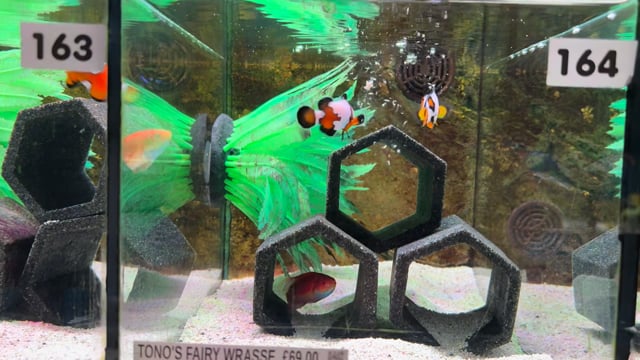Black Ice Clownfish and Snowflake Clownfish WYSIWYG 8 video
