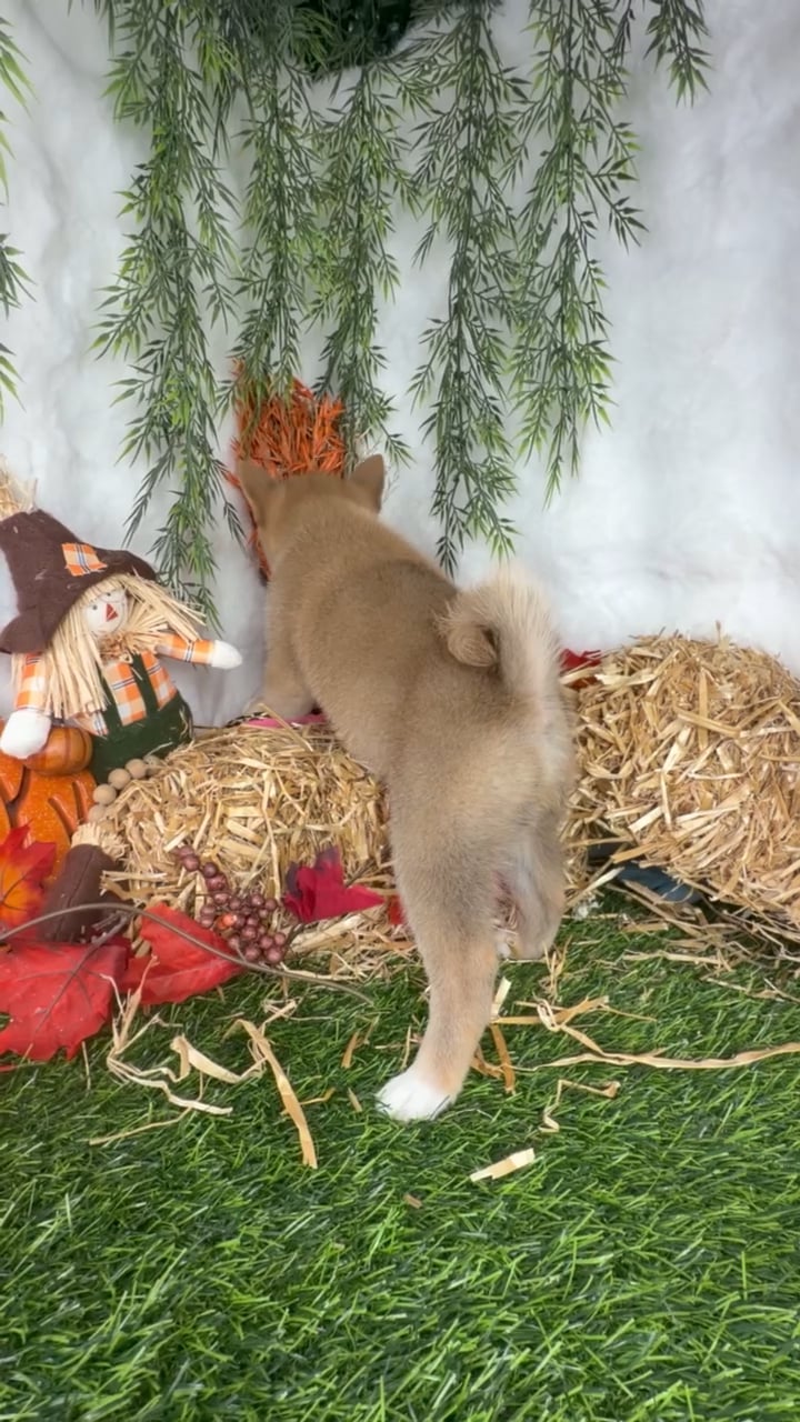 Female Shiba Inu puppy named Kia for sale at Puppy Dreams - Denton. video thumbnail