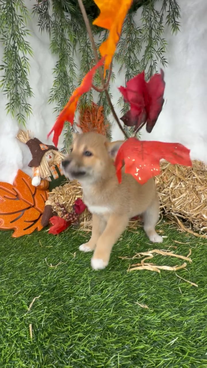 Female Shiba Inu puppy named Kia for sale at Puppy Dreams - Denton. video thumbnail