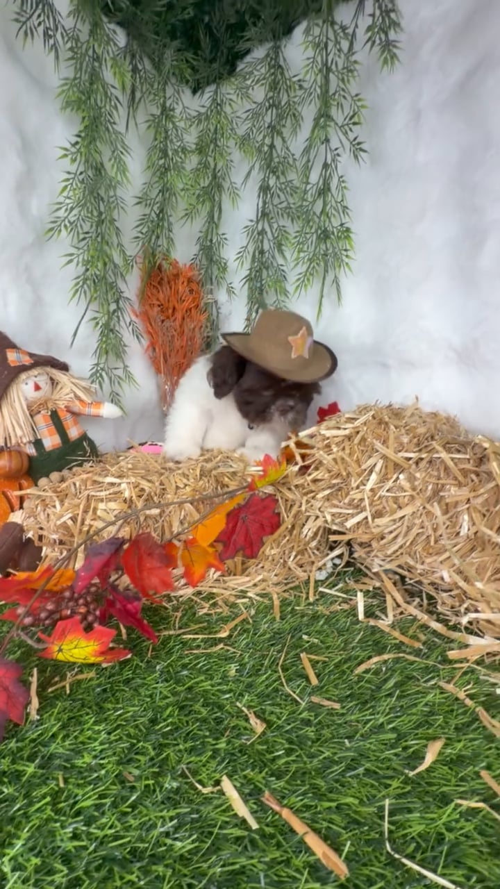 Male Shih Tzu puppy named Mazda for sale at Puppy Dreams - Denton. video thumbnail