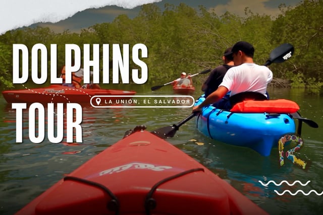 Dolphins Tour