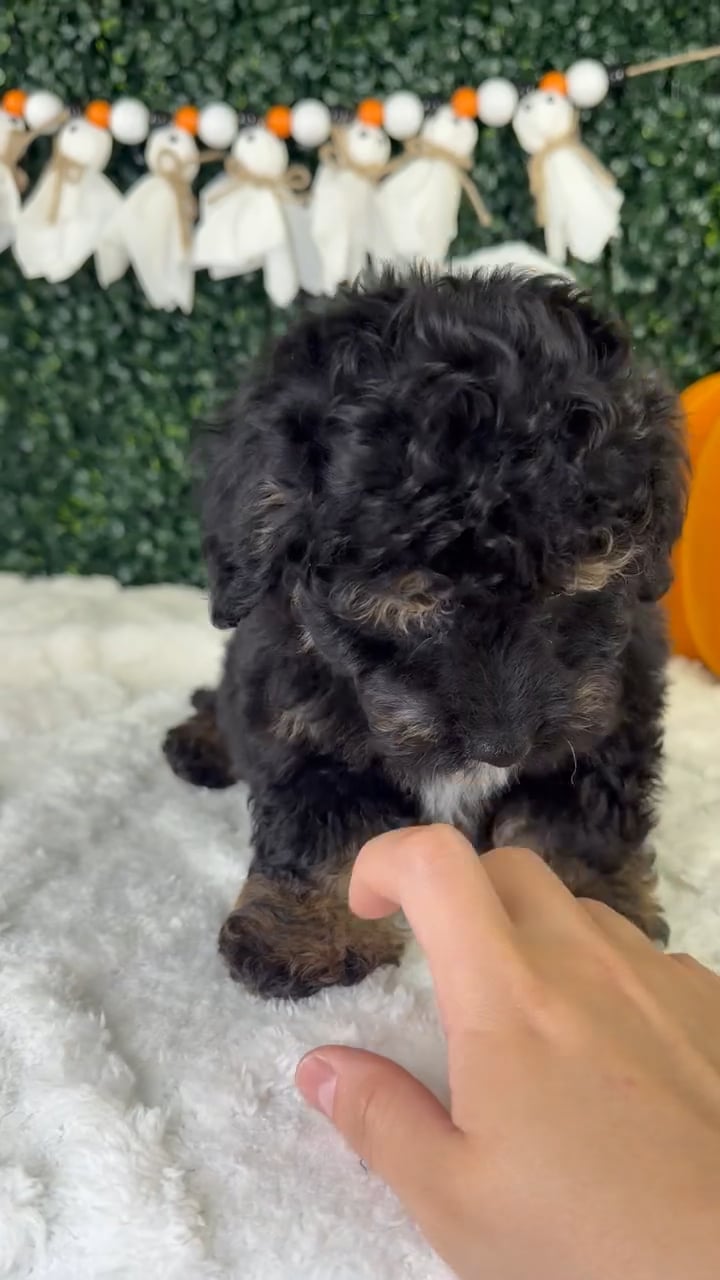 Male Cavapoo puppy named Louis for sale at Puppy Dreams - Garland. video thumbnail