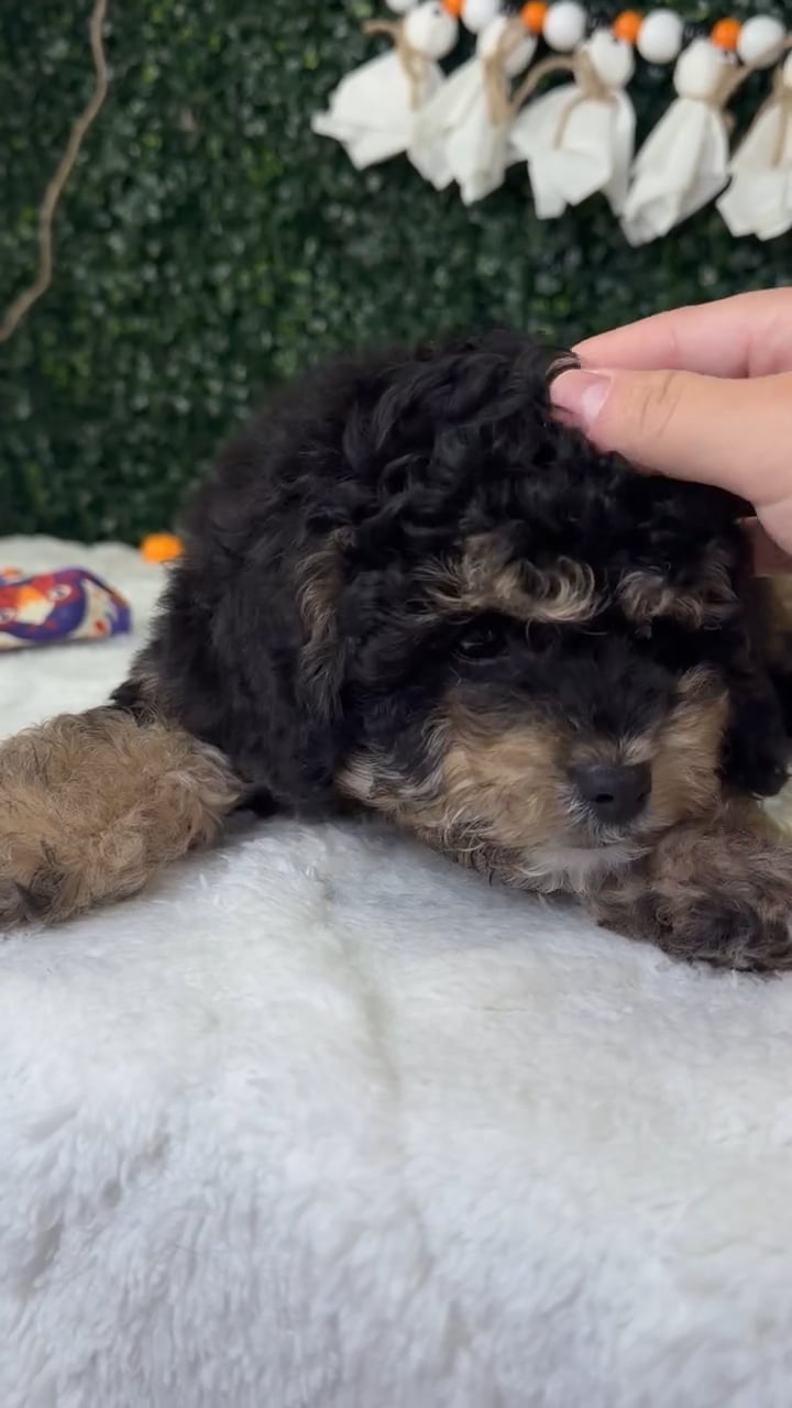 Male Cavapoo puppy named Winston for sale at Puppy Dreams - Garland. video thumbnail